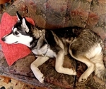 Small Photo #1 German Shepherd Dog-Siberian Husky Mix Puppy For Sale in SAINT MARYS, KS, USA