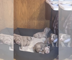 American Bully Puppy for sale in BOLINGBROOK, IL, USA