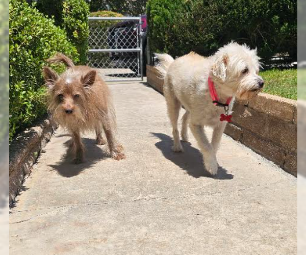 Medium Photo #4 Maltese-Unknown Mix Puppy For Sale in San Diego, CA, USA