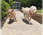 Small #3 Maltese Mix