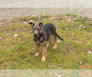 German Shepherd Dog Puppy for sale in GOSHEN, IN, USA