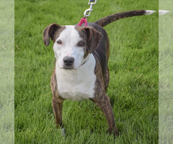 Medium Photo #3 American Staffordshire Terrier-Beagle Mix Puppy For Sale in Huntley, IL, USA