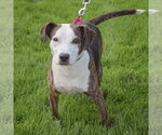 Small #2 American Staffordshire Terrier-Beagle Mix