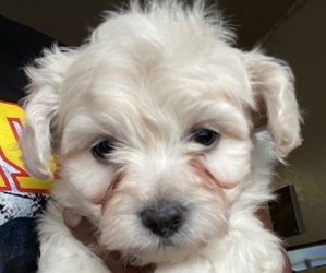 Maltipoo-Shih Tzu Mix Puppy for sale in SACRAMENTO, CA, USA