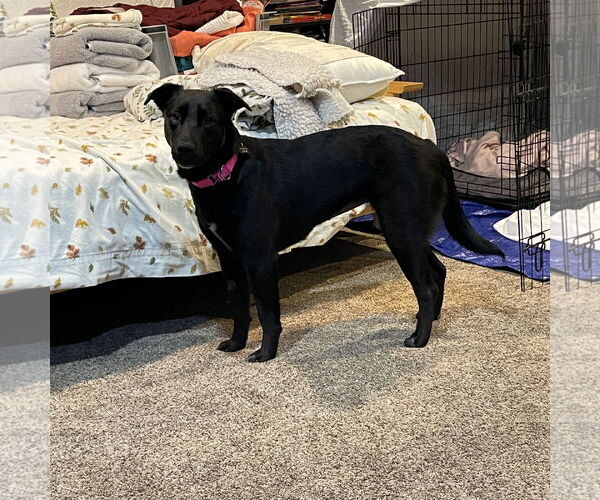 Medium Photo #23 Pointer-Unknown Mix Puppy For Sale in Fargo, ND, USA