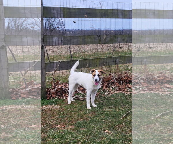 Medium Photo #1 Mutt Puppy For Sale in Hewitt, NJ, USA