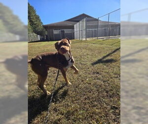 DA 42 Sherlock - Male Mutt Dog for Adoption - Photo #2