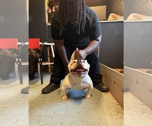 Father of the American Bully puppies born on 01/28/2026