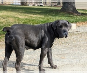 Mother of the Cane Corso puppies born on 11/24/2023