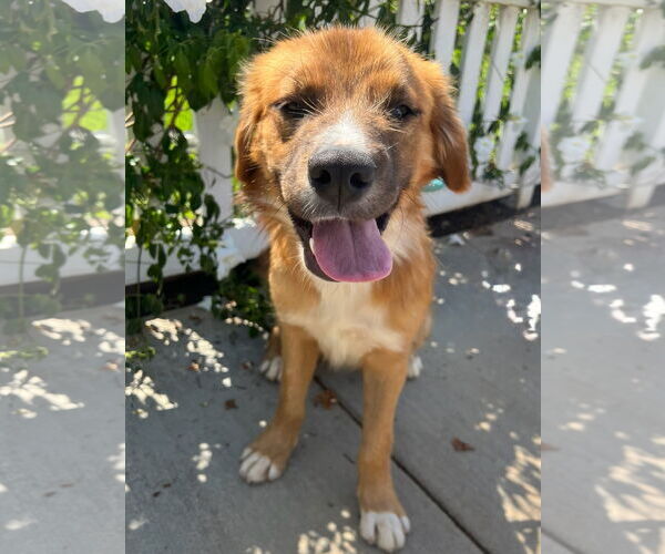 Medium Photo #1 Australian Retriever Puppy For Sale in Newport Beach, CA, USA