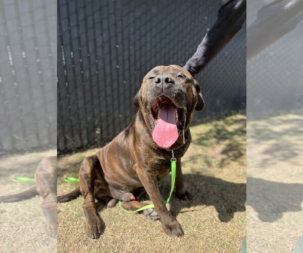 Medium Photo #2 Mastiff-Unknown Mix Puppy For Sale in Goodyear, AZ, USA