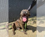 Small #1 Mastiff Mix