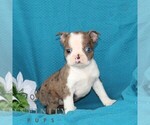 Small Boston Terrier