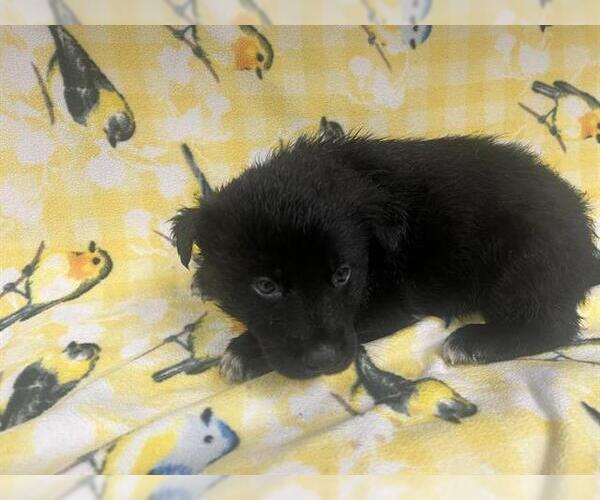 Medium Photo #1 Border Collie-Unknown Mix Puppy For Sale in HESPERIA, CA, USA