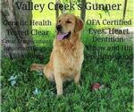 Small Photo #1 Golden Retriever Puppy For Sale in WOOSTER, OH, USA
