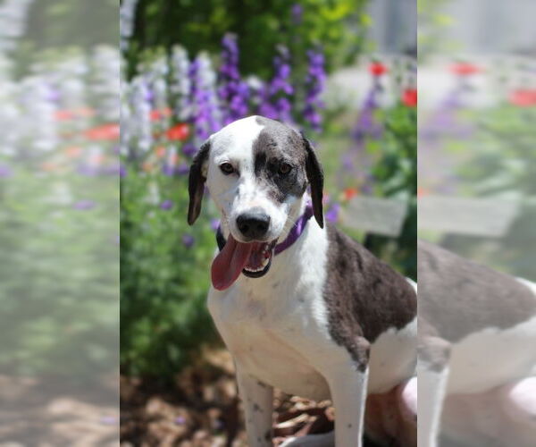 Medium Photo #5 Dalmatian-Great Dane Mix Puppy For Sale in Bullard, TX, USA