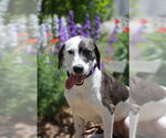 Small #4 Dalmatian-Great Dane Mix
