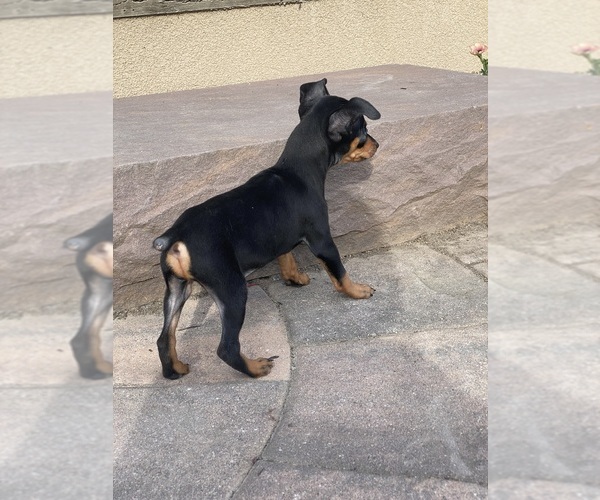 Medium Photo #3 Miniature Pinscher Puppy For Sale in CANOGA, NY, USA