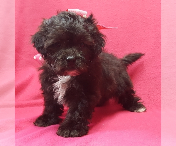 Medium Photo #2 ShihPoo Puppy For Sale in BUFFALO, MO, USA
