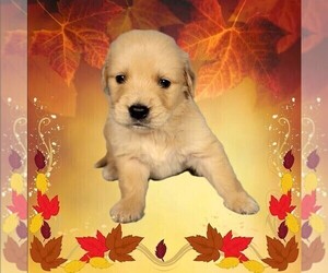 Medium Golden Retriever