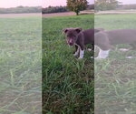 Skywalker - Female Mutt Dog for Adoption - Small photo