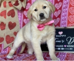 Anatolian Shepherd-Golden Retriever Mix Puppy for sale in LANCASTER, PA, USA
