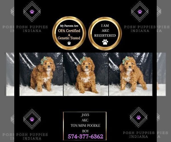 Medium Photo #17 Poodle (Miniature) Puppy For Sale in WARSAW, IN, USA
