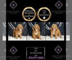 Small Photo #17 Poodle (Miniature) Puppy For Sale in WARSAW, IN, USA