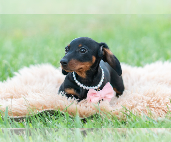 Medium Photo #7 Dachshund Puppy For Sale in WARSAW, IN, USA