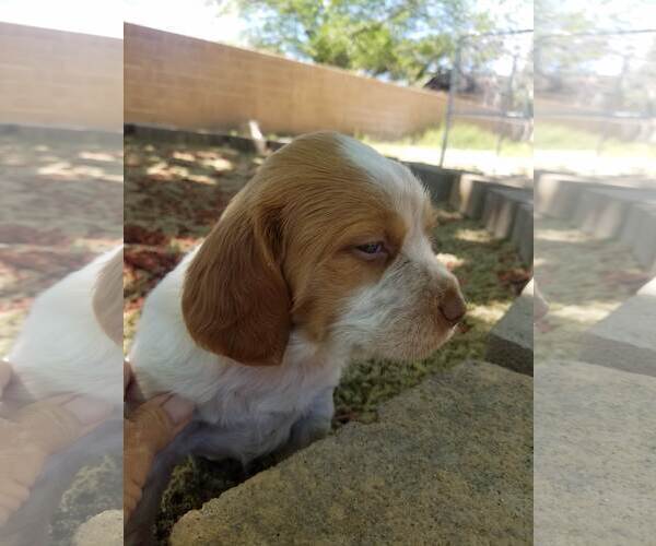 Medium Photo #1 Brittany Puppy For Sale in RIDGECREST, CA, USA