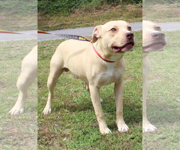Medium Photo #2 American Pit Bull Terrier-Unknown Mix Puppy For Sale in Prattville, AL, USA