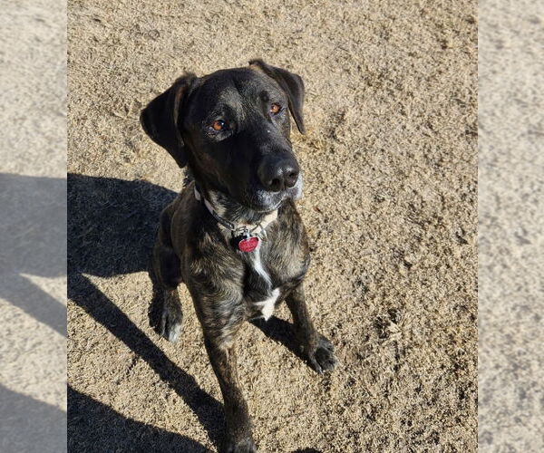 Medium Photo #1 Great Dane-Labrador Retriever Mix Puppy For Sale in Amarillo, TX, USA