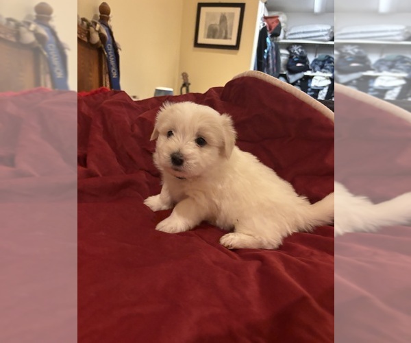 Medium Photo #2 Coton de Tulear Puppy For Sale in BIG RAPIDS, MI, USA
