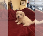 Small #1 Coton de Tulear