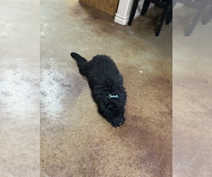Poodle (Standard) Puppy for sale in TEMPLE, TX, USA