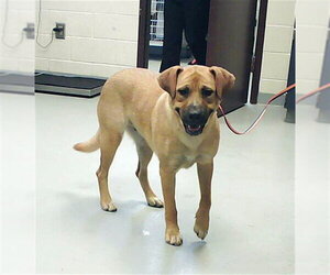 German Shepherd Dog-Unknown Mix Dogs for adoption in Fayetteville, NC, USA