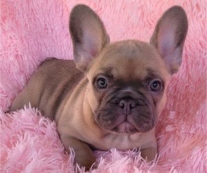 French Bulldog Puppy for sale in LAS VEGAS, NV, USA