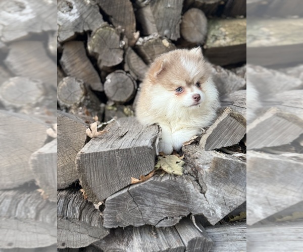 Medium Photo #7 Pomsky Puppy For Sale in STAPLES, MN, USA