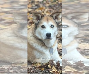 Siberian Husky-Unknown Mix Dogs for adoption in Germantown, OH, USA