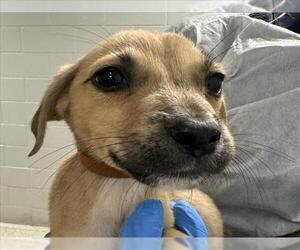 Labrador Retriever-Unknown Mix Dogs for adoption in Conroe, TX, USA