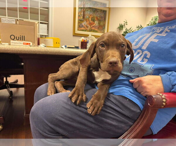 Medium Photo #7 Labrador Retriever-Unknown Mix Puppy For Sale in Holly Springs, NC, USA