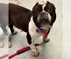 English Boston Bulldog Dogs for adoption in Sayreville, NJ, NJ, USA