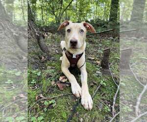Labrador Retriever-Unknown Mix Dogs for adoption in New York, NY, USA