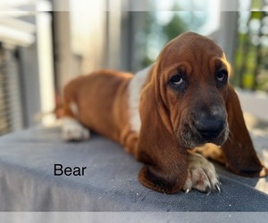 Basset Hound Puppy for sale in DENVER, PA, USA