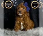 Puppy Crimson F1BB Goldendoodle (Miniature)