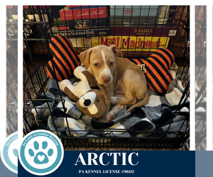 Labrador Retriever-Unknown Mix Dogs for adoption in Kimberton, PA, USA