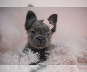 French Bulldog Puppy for sale in TAMPA, FL, USA