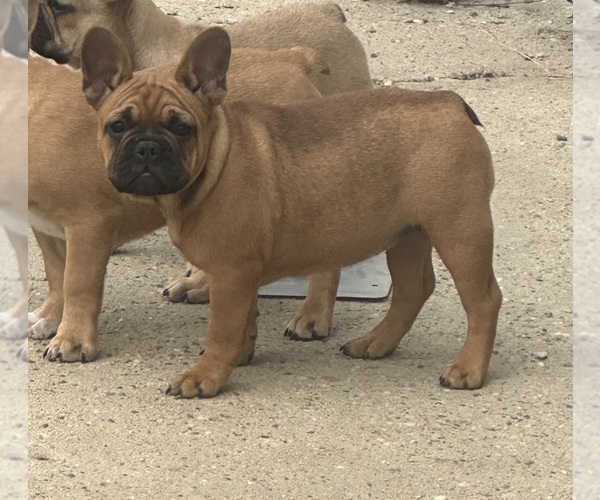 Medium Photo #7 French Bulldog Puppy For Sale in SIOUX FALLS, SD, USA