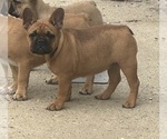 Small Photo #7 French Bulldog Puppy For Sale in SIOUX FALLS, SD, USA