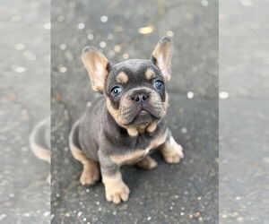 French Bulldog Dogs for adoption in Fair Oaks, CA, USA